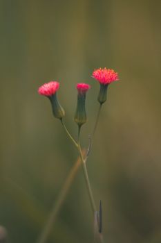特写镜头下，精致的粉红色花蕾和花朵映衬在柔软的绿色背景中