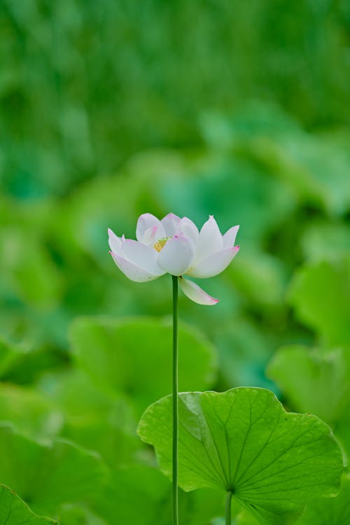 300.000+ melhores imagens de Flor De Lótus Branca · Download 100% grátis ·  Fotos profissionais do Pexels