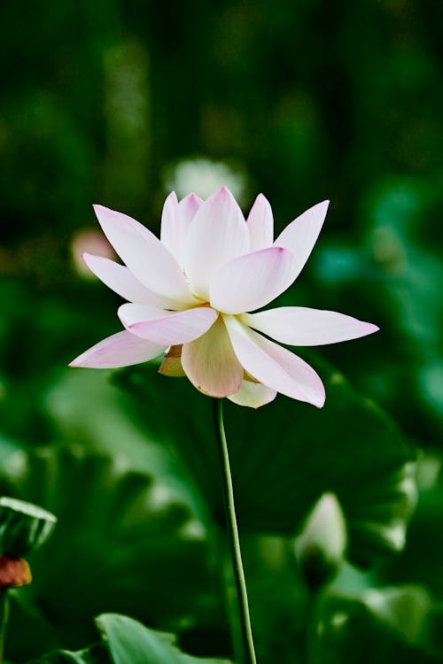 Close up of Lotus Flower