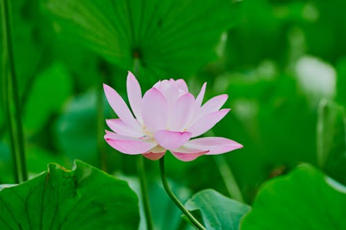 Leaves around Pink Lotus Flower