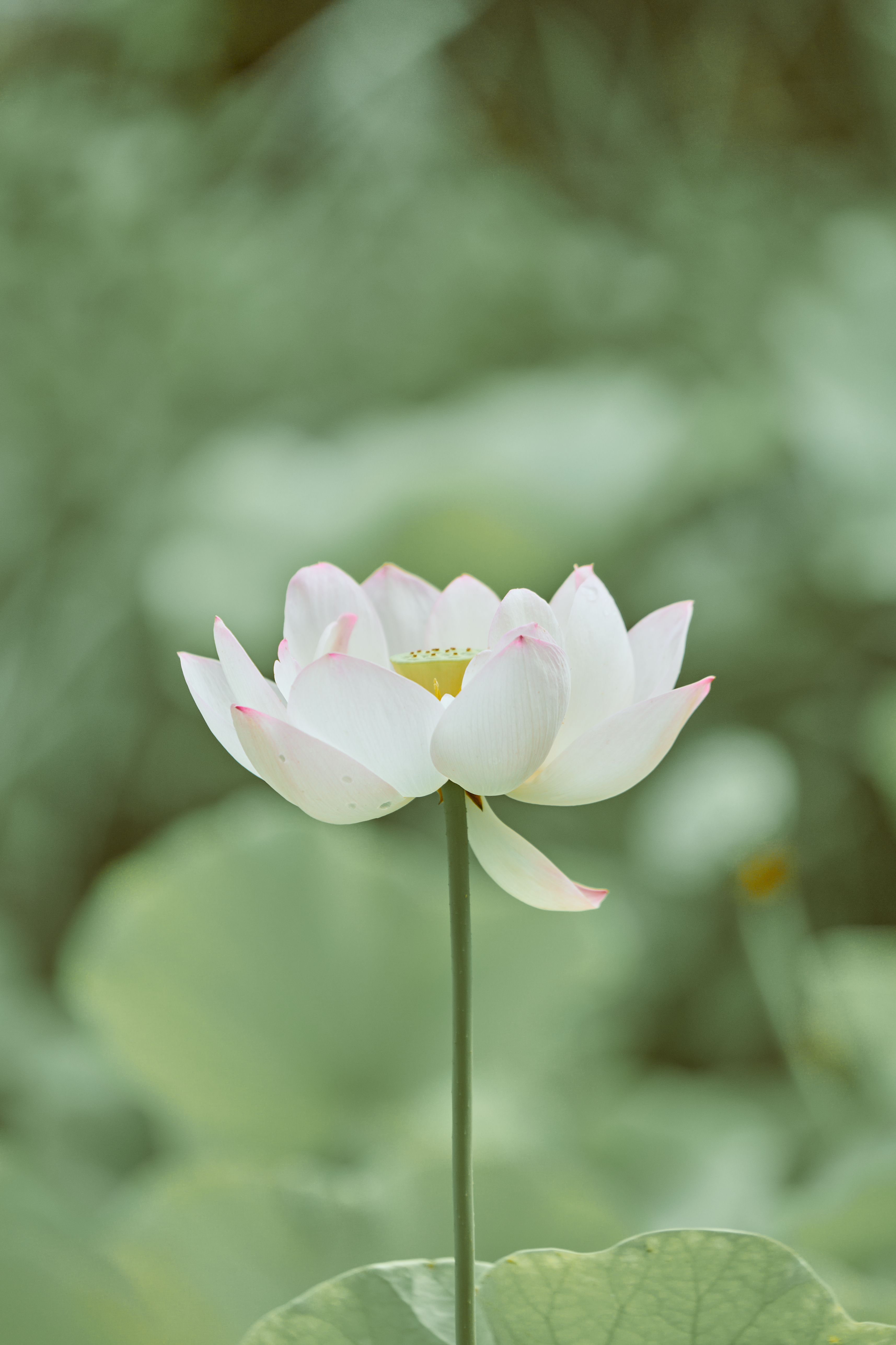 Close up of White Lotus Flower · Free Stock Photo