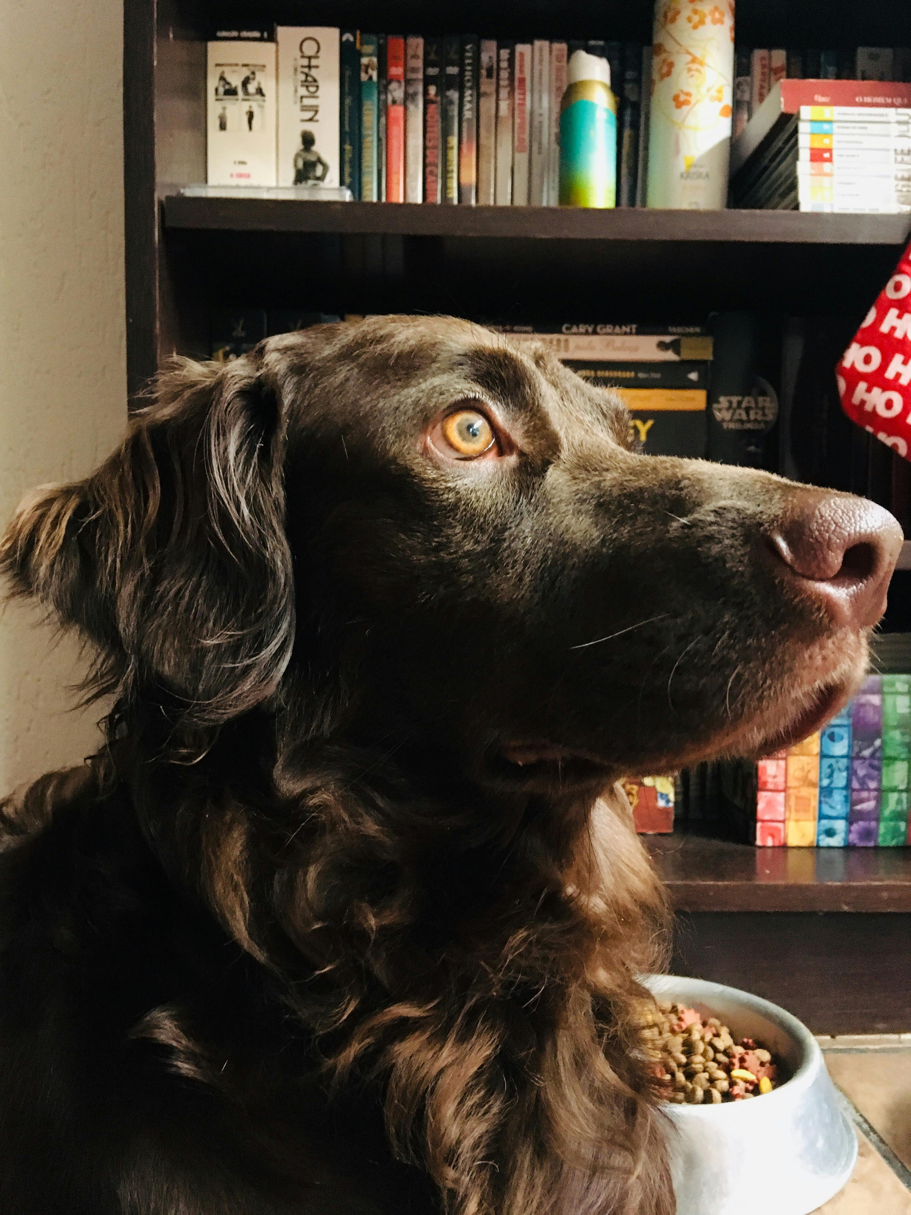 Cycling in Copenhagen