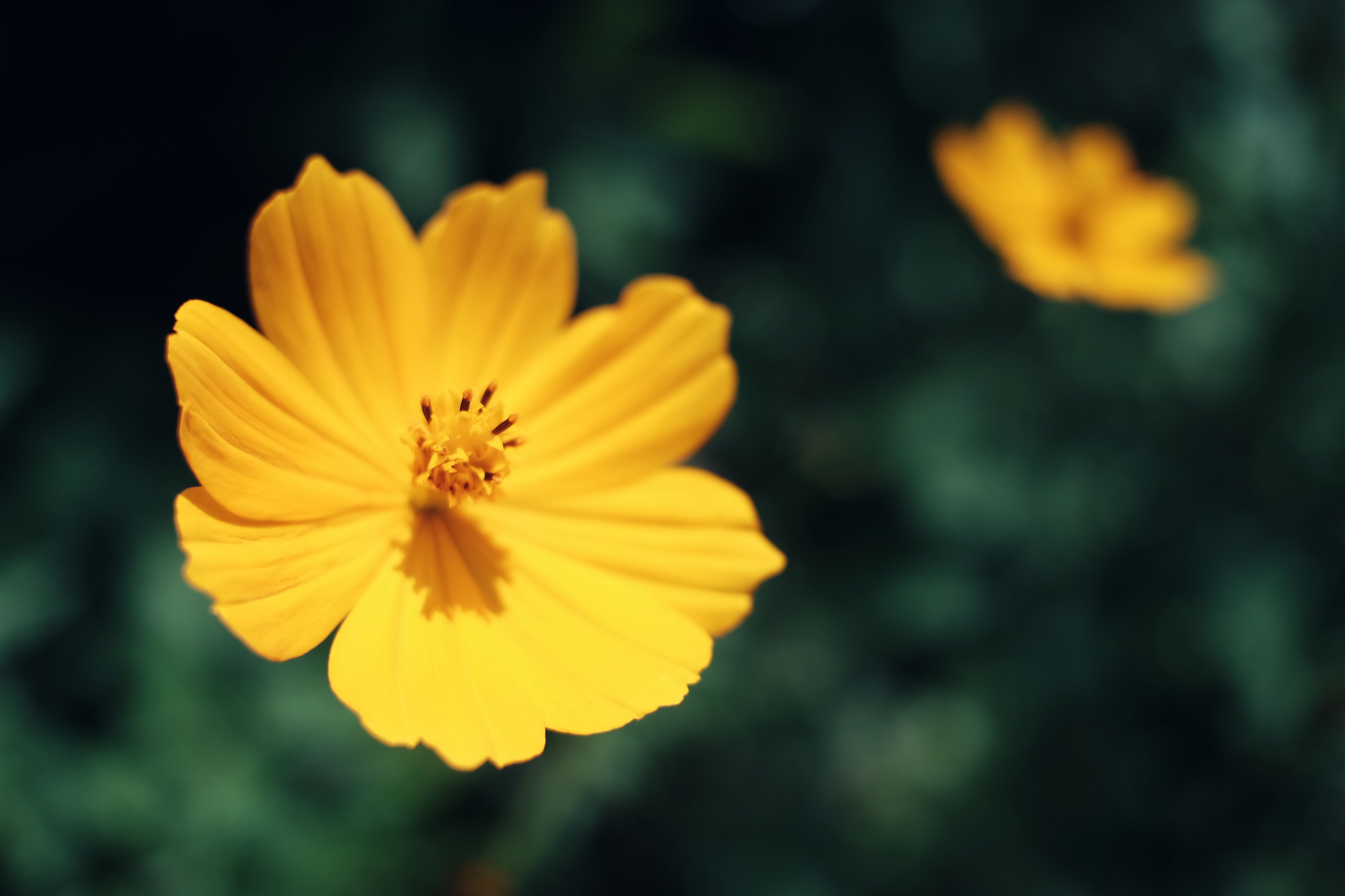 Close up of Yellow Flower · Free Stock Photo