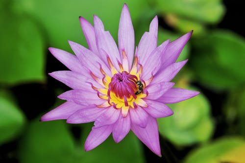 Bee on Purple Lotus Flower