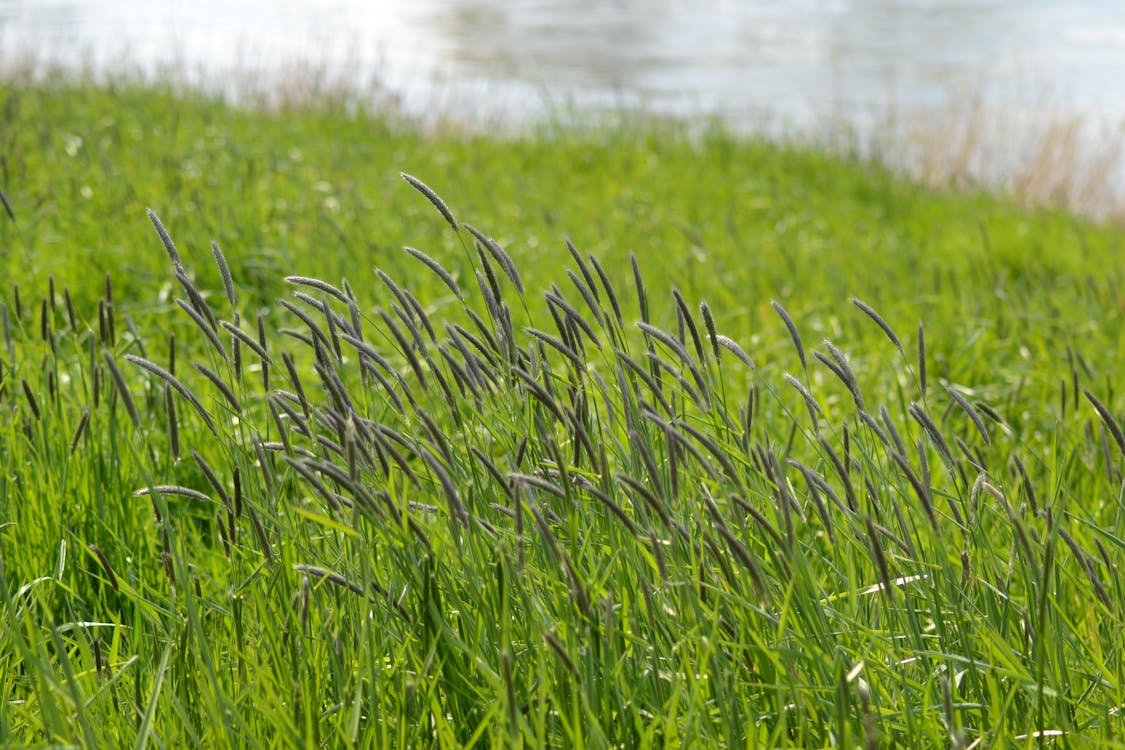 free-stock-photo-of-meadow-riverside-shore