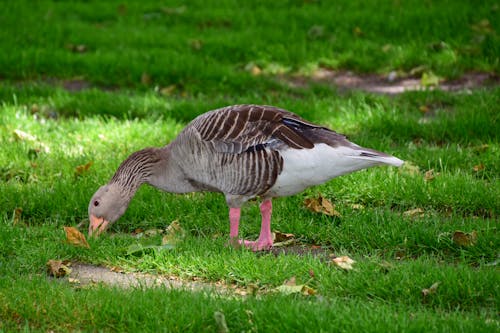 Foto profissional grátis de ave, bicando, chão