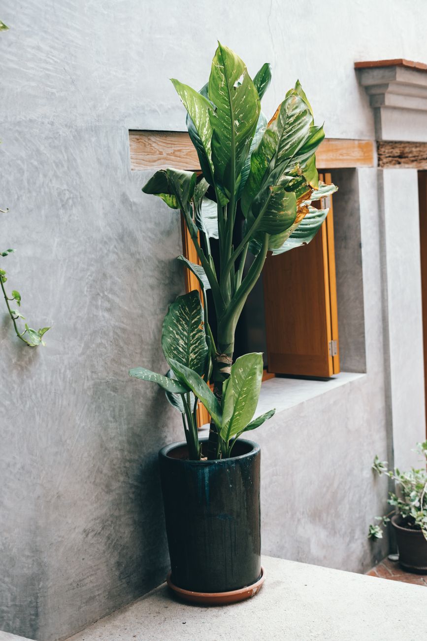 Sun-warmed courtyards and patios in Oaxaca