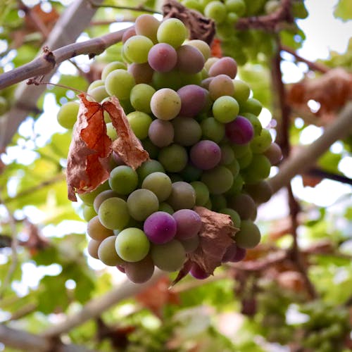 Free Grapes  Stock Photo