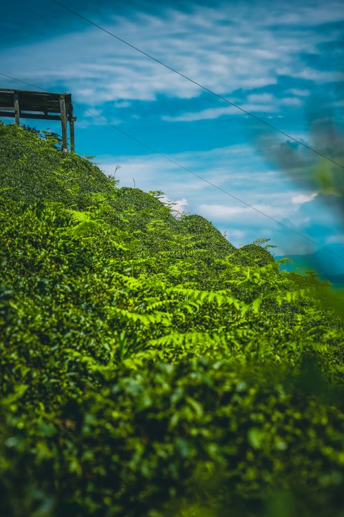 Free A vibrant green hillside covered in lush foliage under a bright sky. Stock Photo