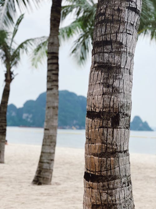 Foto stok gratis eksotik, kulit, pantai