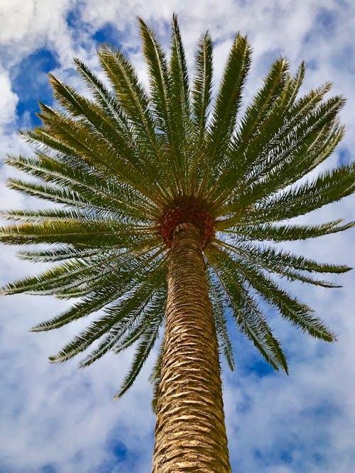 Fotobanka s bezplatnými fotkami na tému krásna obloha, mraky, palma