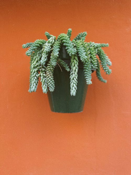 Green Plant in Flowerpot