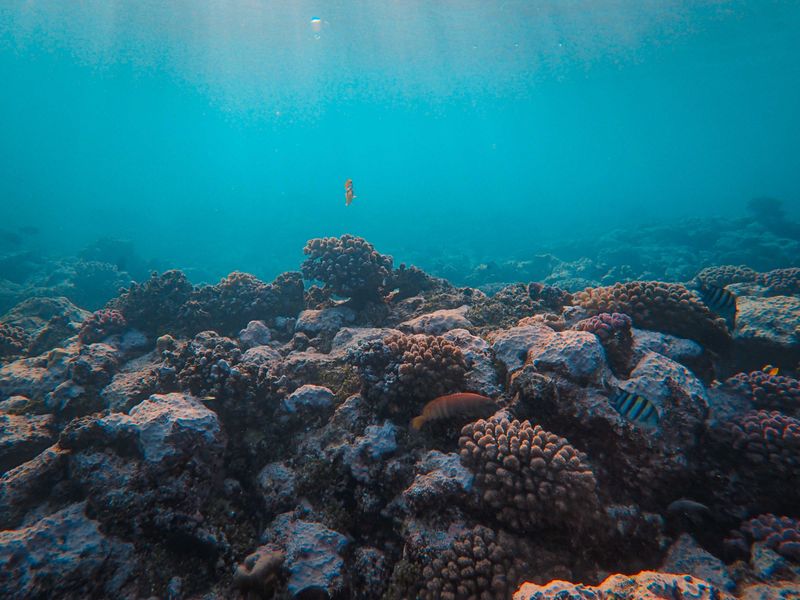 Diving & Snorkelling