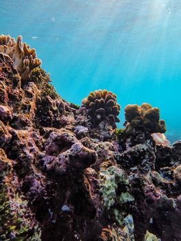 Vibrant coral reef captured underwater with sunlight streaming through the clear ocean water.