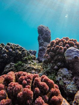 A stunning underwater view showcasing vibrant corals in a sunlit ocean reef.