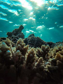 Vertical shot of a vibrant coral reef underwater with sunlight streaming through the ocean surface.
