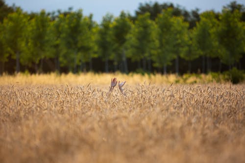 Hands in Field of Barley