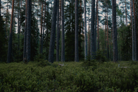 A tranquil pine forest with dense trees and green undergrowth, creating a peaceful natural setting.