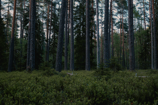 A tranquil pine forest with dense trees and green undergrowth, creating a peaceful natural setting.