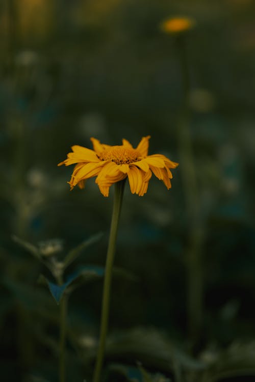Gratis lagerfoto af blomstrende, gul blomst, kronblad