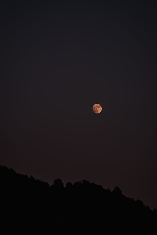 Full Moon over a Mountain Forest