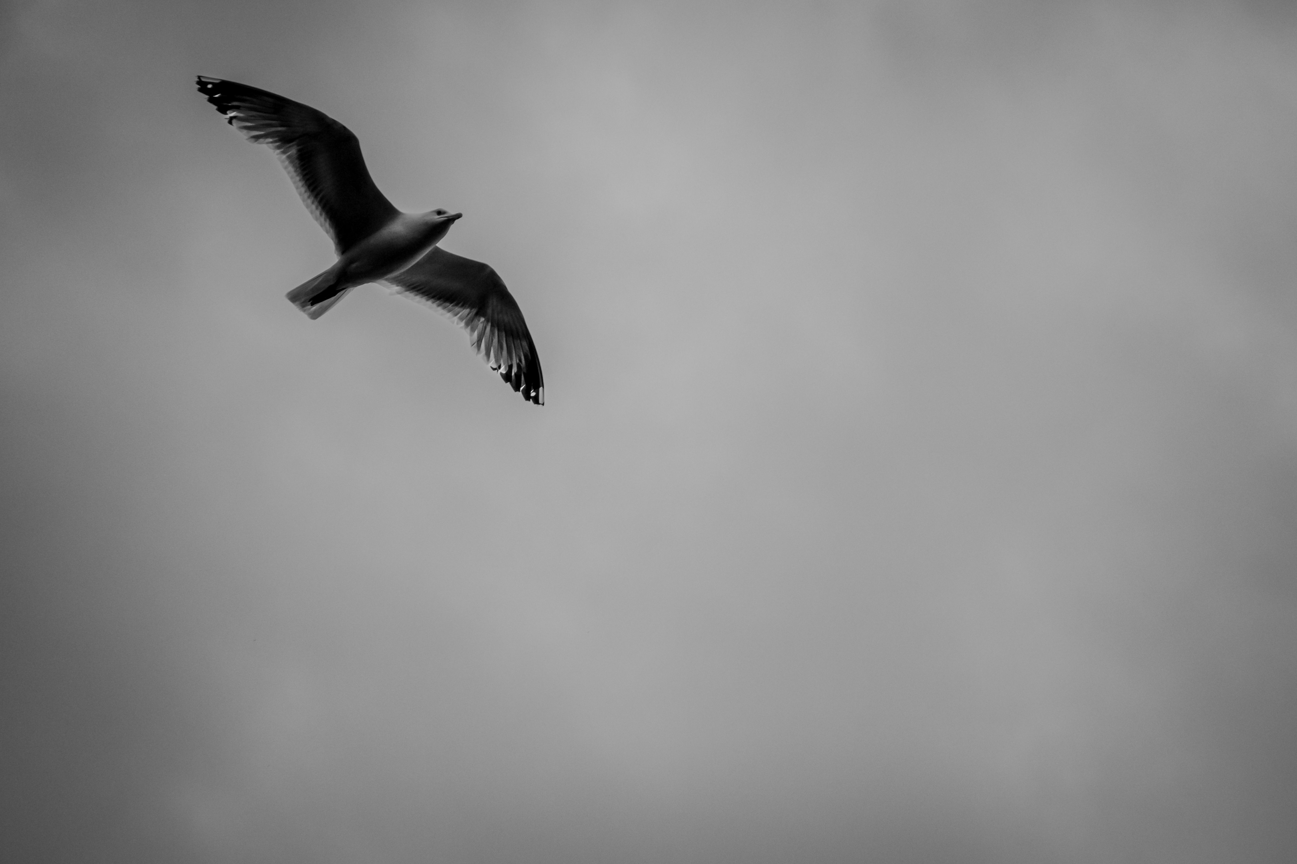 Flying Seagull in Black and White · Free Stock Photo