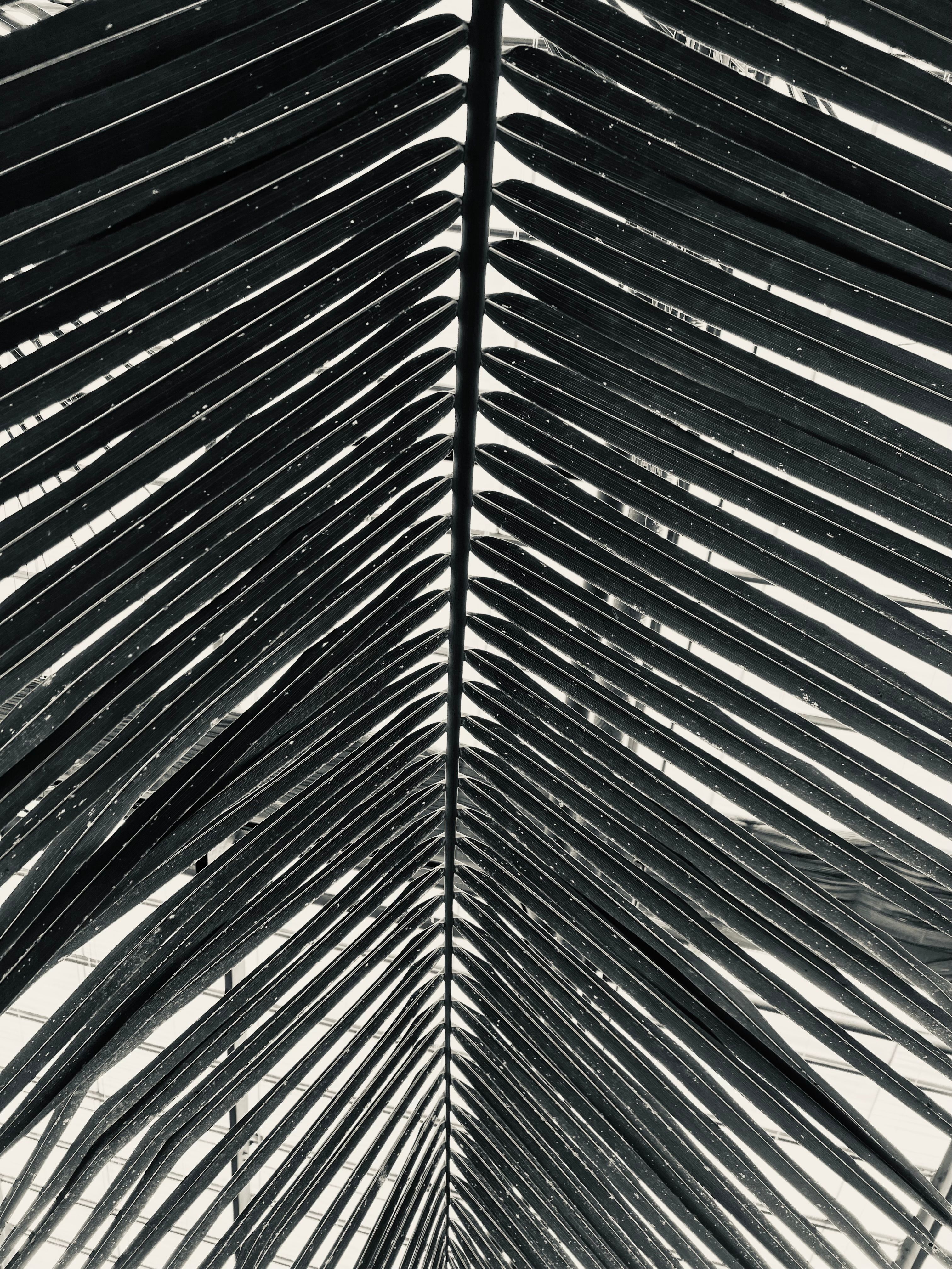 Palm Tree Leaves in Black and White · Free Stock Photo
