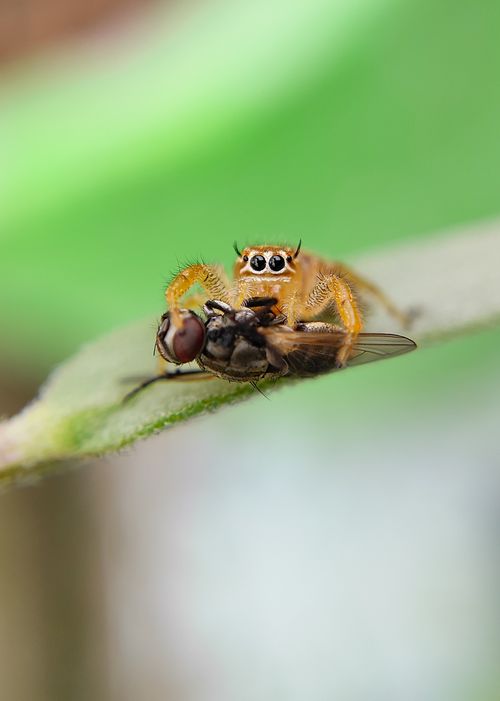 Free Detailed macro shot of a jumping spider with prey on a leaf. Stock Photo