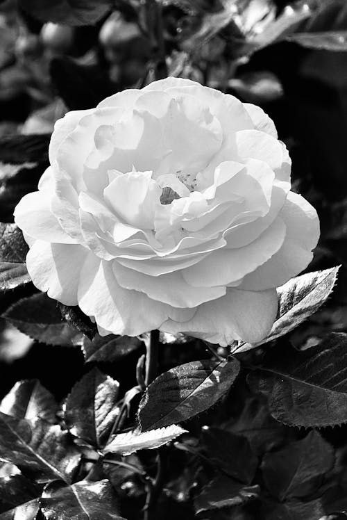 White Rose in Black and White