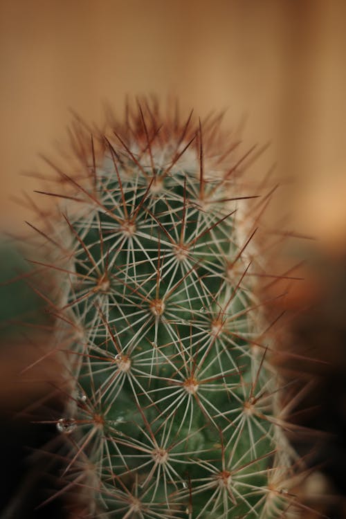 Imagine de stoc gratuită din a închide, cactus, creștere