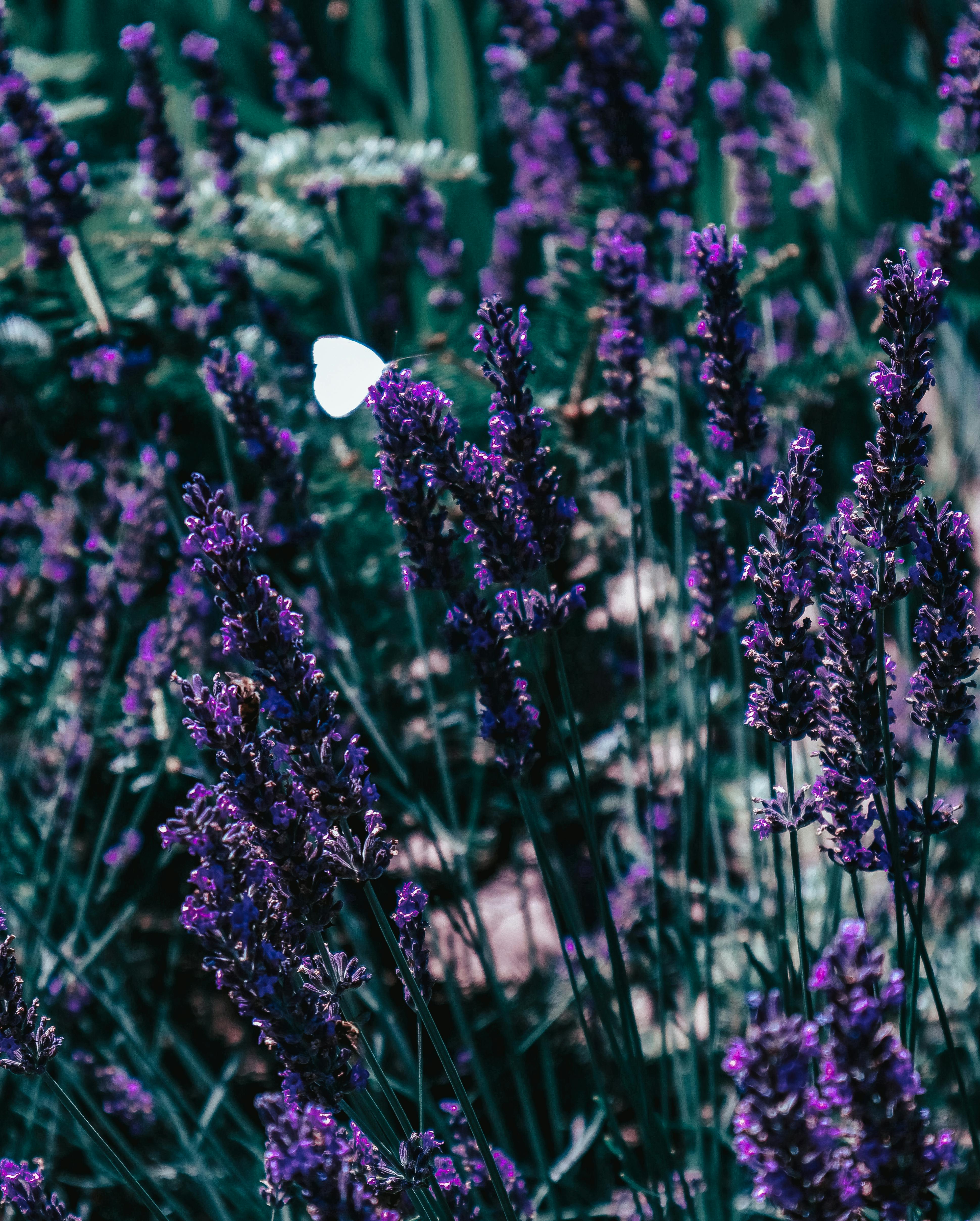 A white butterfly gracefully perched on blooming lavender flowers in a tranquil garden setting.