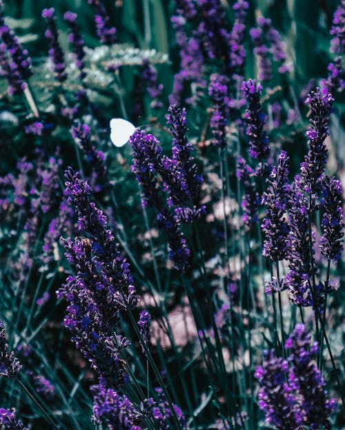 Lavender Flowers and Butterfly