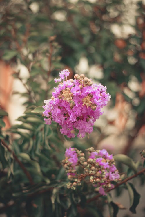 樹枝, 環境, 粉紅色的花 的 免費圖庫相片