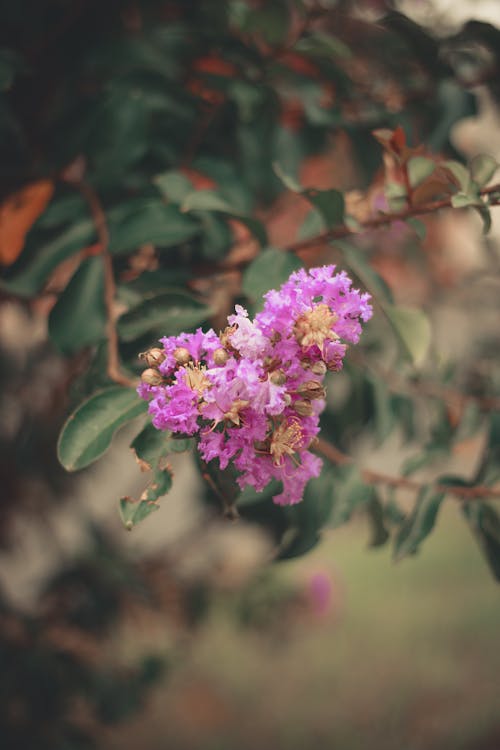 樹枝, 環境, 粉紅色的花 的 免费素材图片