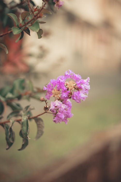 Ingyenes stockfotó faág, környezet, lila virág témában