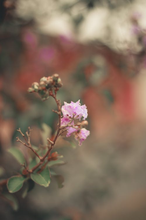 Foto stok gratis berkembang, bunga, bunga merah jambu