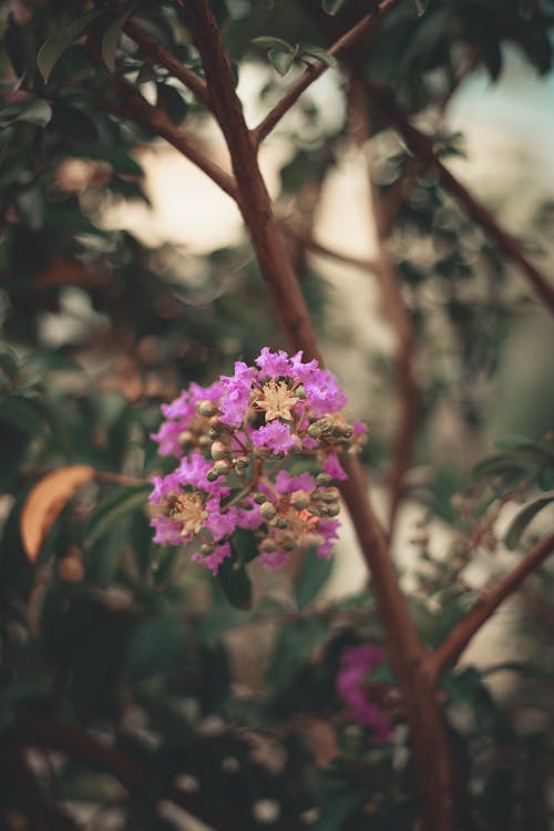 Immagine gratuita di ambiente, bocciolo di fiore, fiore