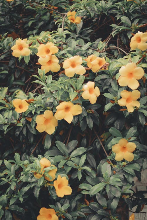Fotos de stock gratuitas de afloramiento, brote, flor amarilla