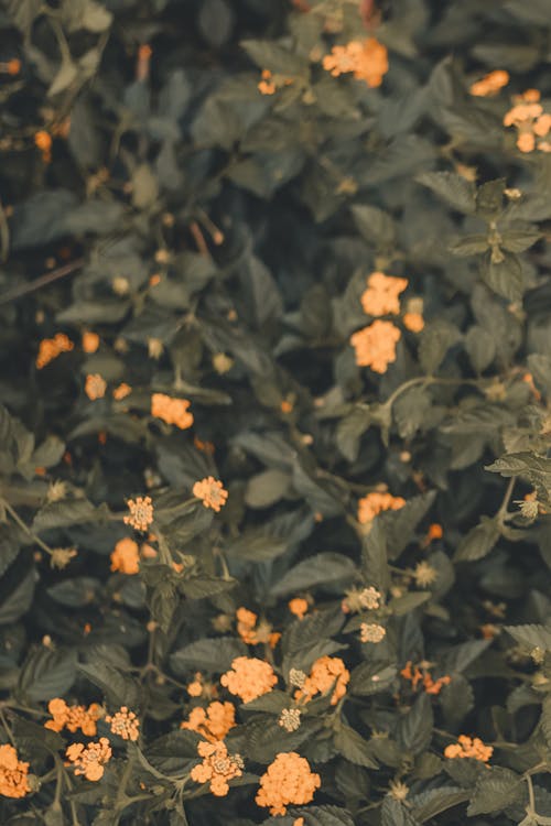 橘色的花, 環境, 綻放 的 免費圖庫相片