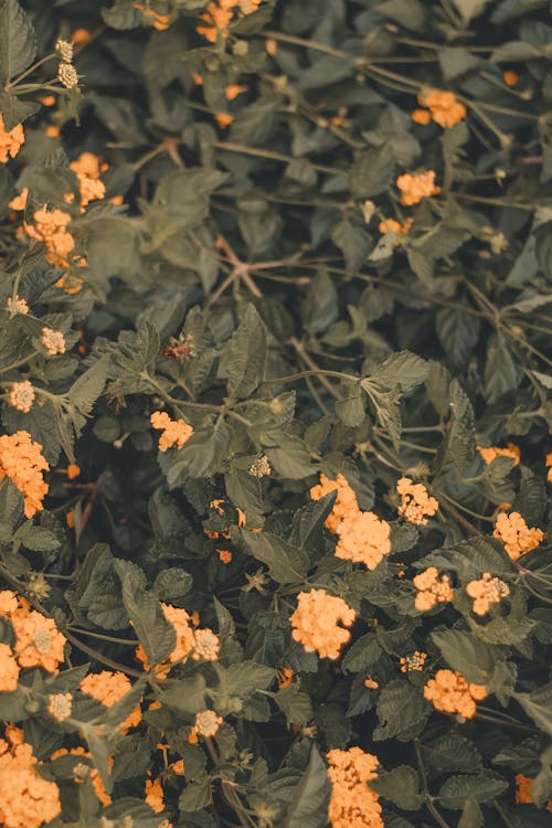Ilmainen kuvapankkikuva tunnisteilla kalliosaari, keltainen kukka, kukikas