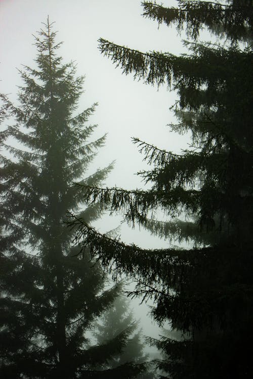 Fog around Evergreen Trees
