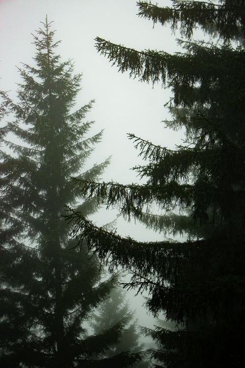 Free Tall evergreen trees in a misty forest creating a serene and mysterious atmosphere. Stock Photo