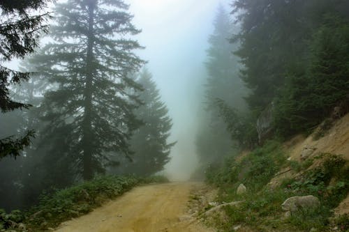Ingyenes stockfotó erdő, földes út, köd témában