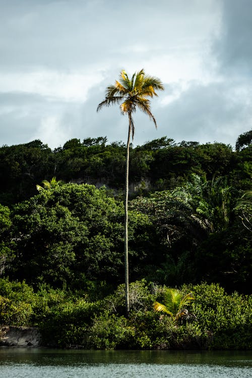 Palm Tree on Seashore