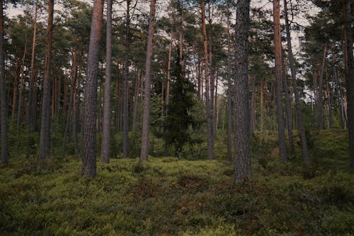 Δωρεάν στοκ φωτογραφιών με δασική έκταση, δασικός, δέντρα
