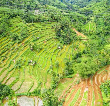 Drone shot of vibrant green rice terraces in a tropical rural setting.