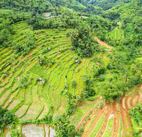 Free Drone shot of vibrant green rice terraces in a tropical rural setting. Stock Photo