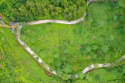 Free Aerial View of Green Forest Stock Photo