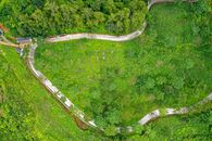 Aerial View of Green Forest