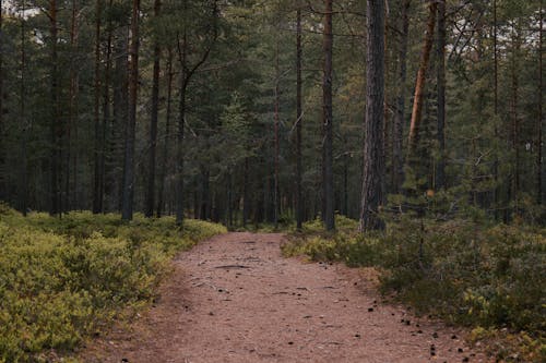 Fotobanka s bezplatnými fotkami na tému chodník, les, lesnatá krajina